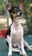 PERRITO EXTRAVIADO
